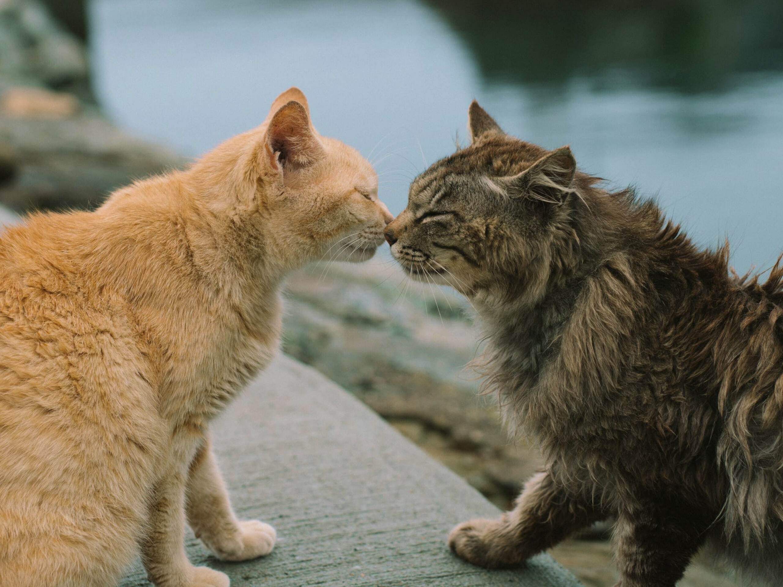 How to introduce a new cat to your cats at home
